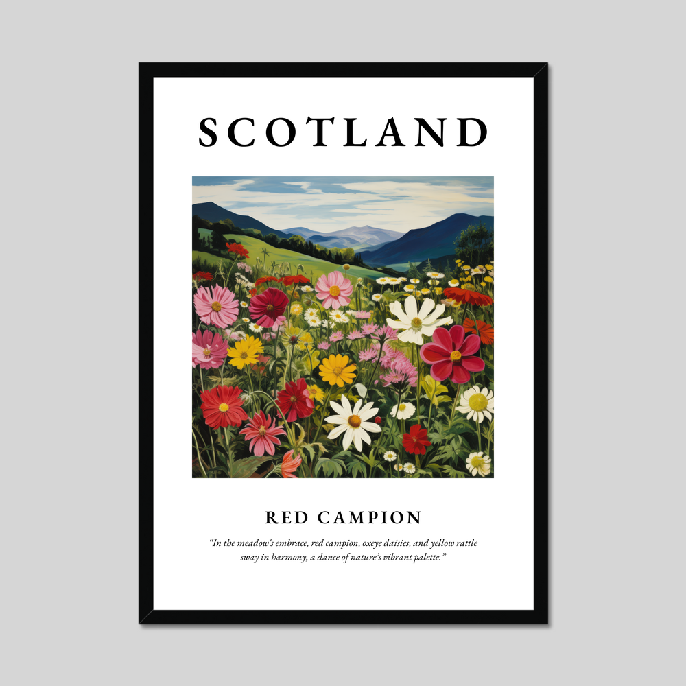 Poster of Red campion, Scotland.