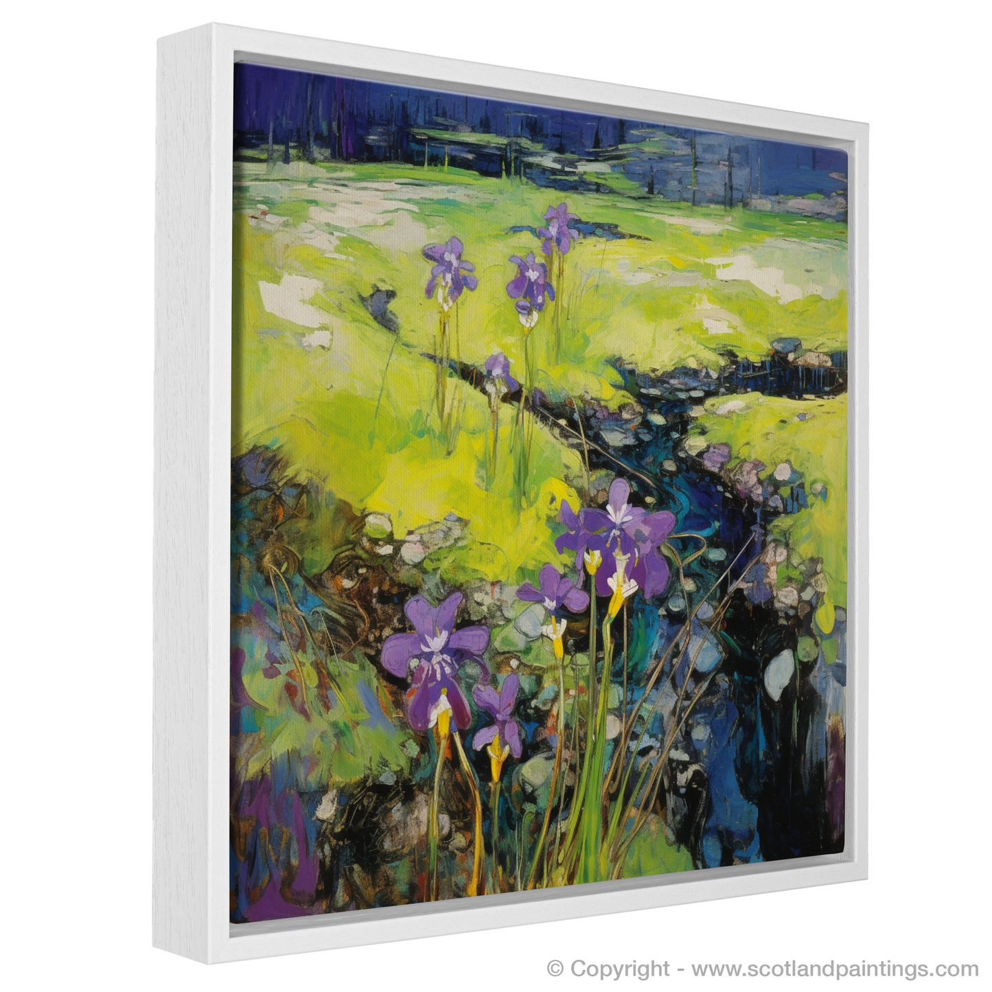 Ardnamurchan Abstract: Butterworts in Bloom