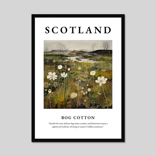 Poster of Bog cotton, Scotland.