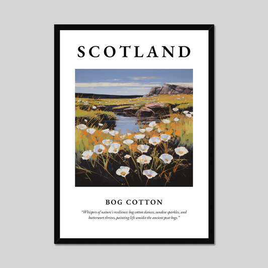 Poster of Bog cotton, Scotland.