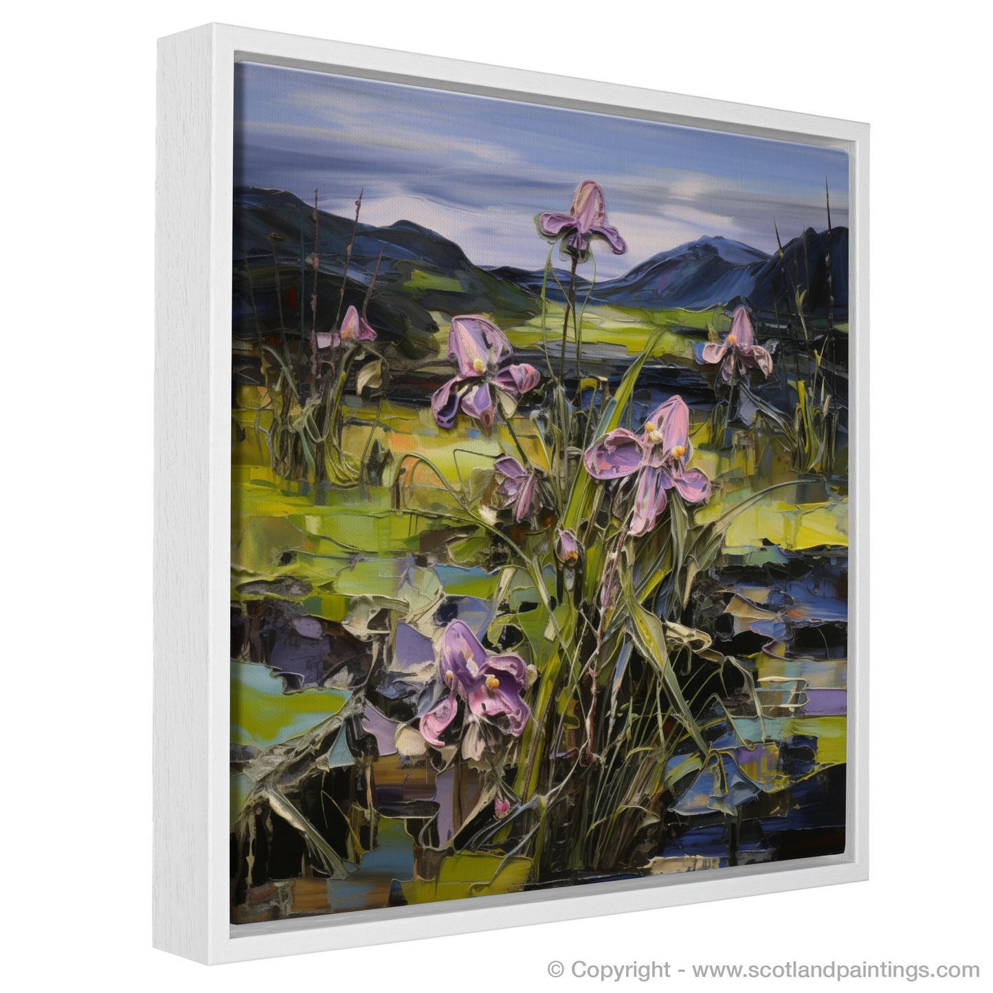 Butterwort's Embrace: A Journey through Ardnamurchan's Moody Blooms