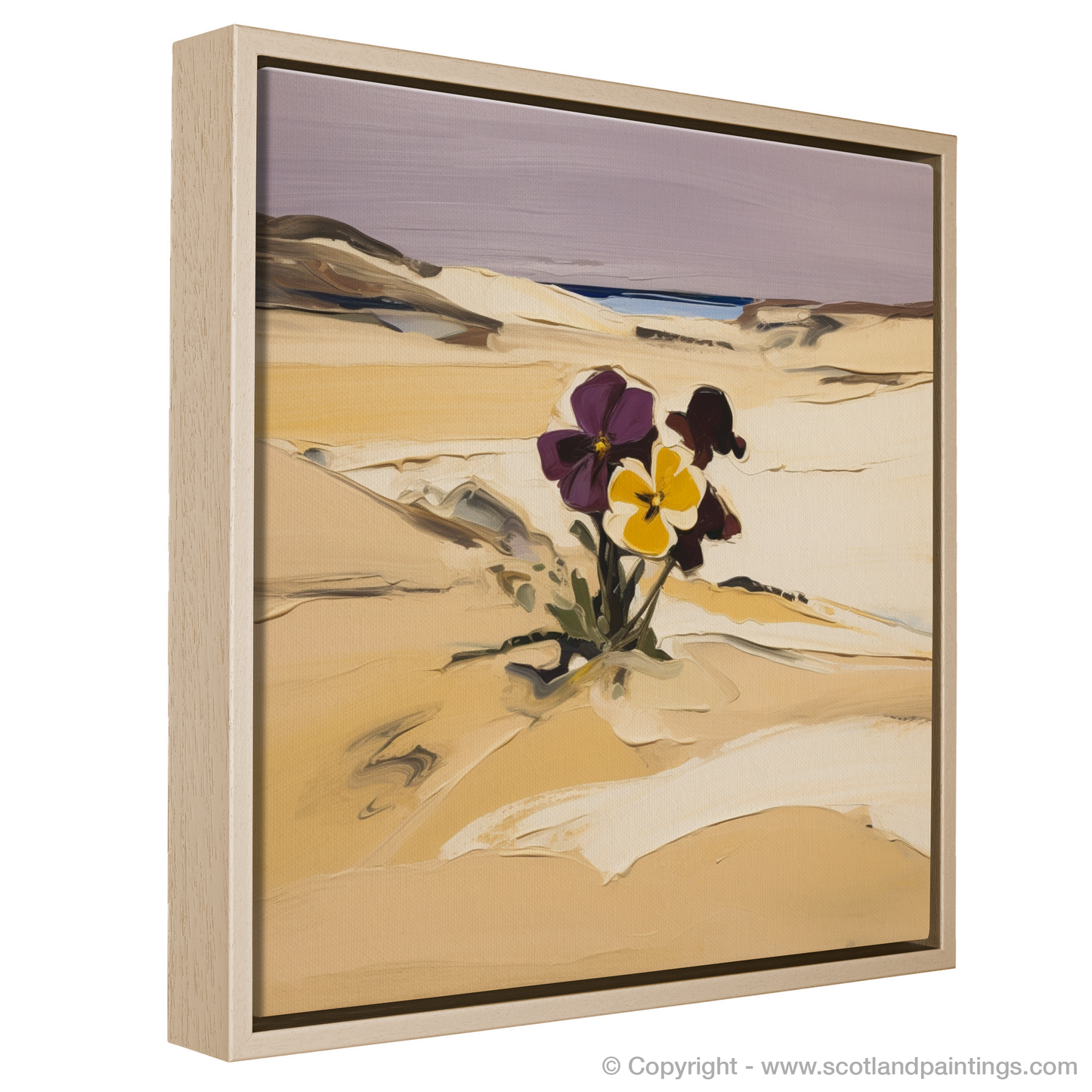 Wild Pansy in the Windswept Dunes of Aberdeenshire Coast