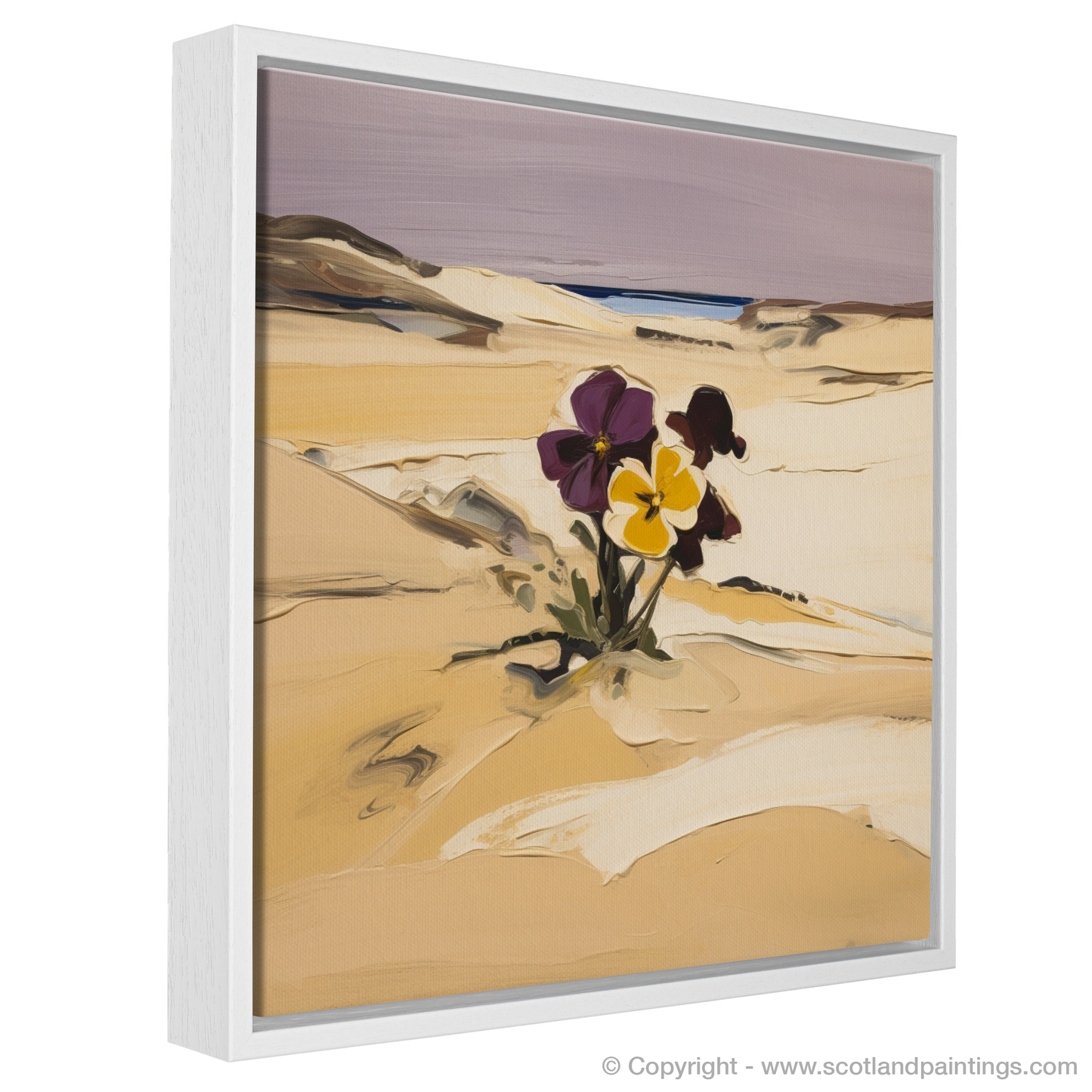 Wild Pansy in the Windswept Dunes of Aberdeenshire Coast