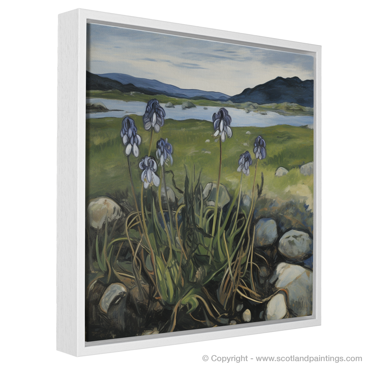 Butterwort Blooms of Ardnamurchan Peninsula