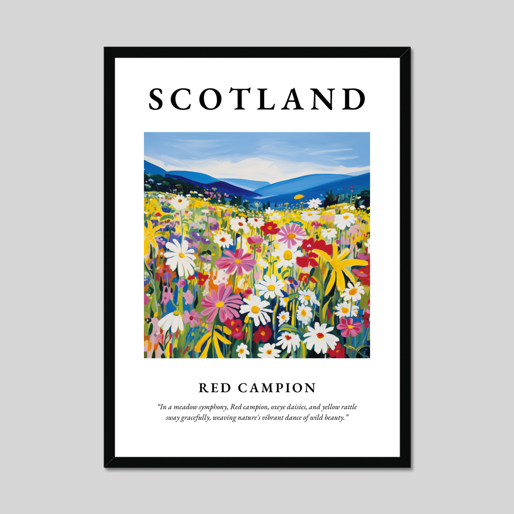 Poster of Red campion, Scotland.