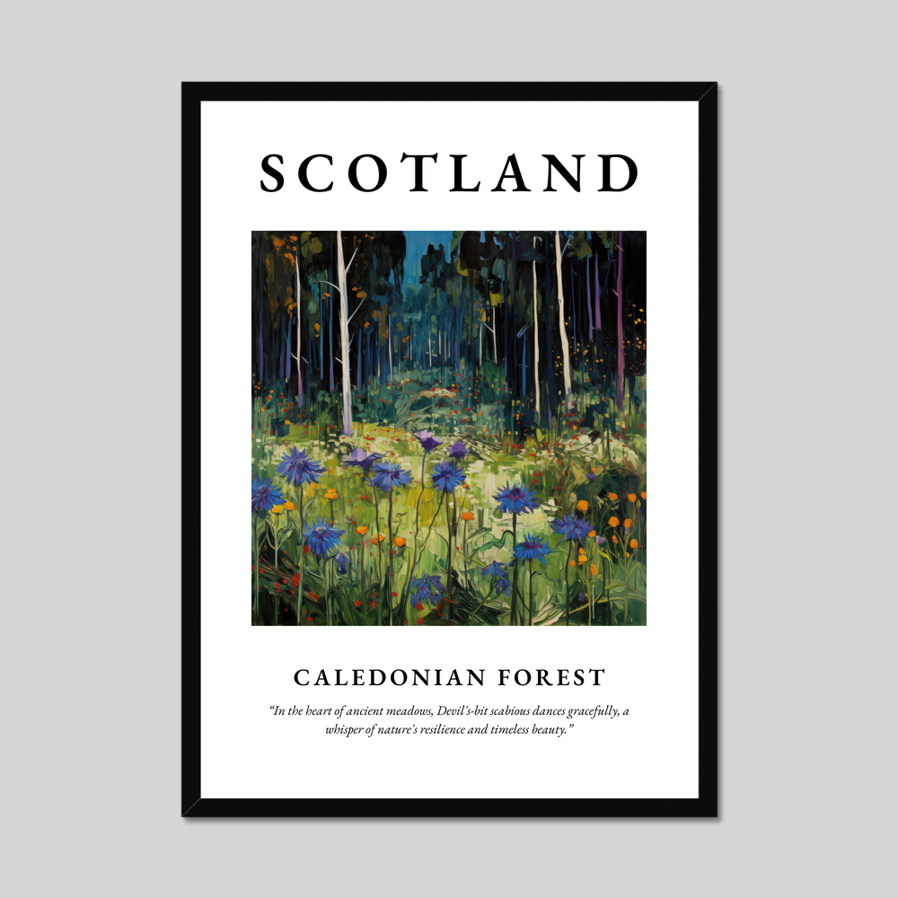 Poster of Caledonian Forest, Scotland.