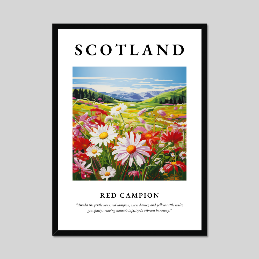 Poster of Red campion, Scotland.