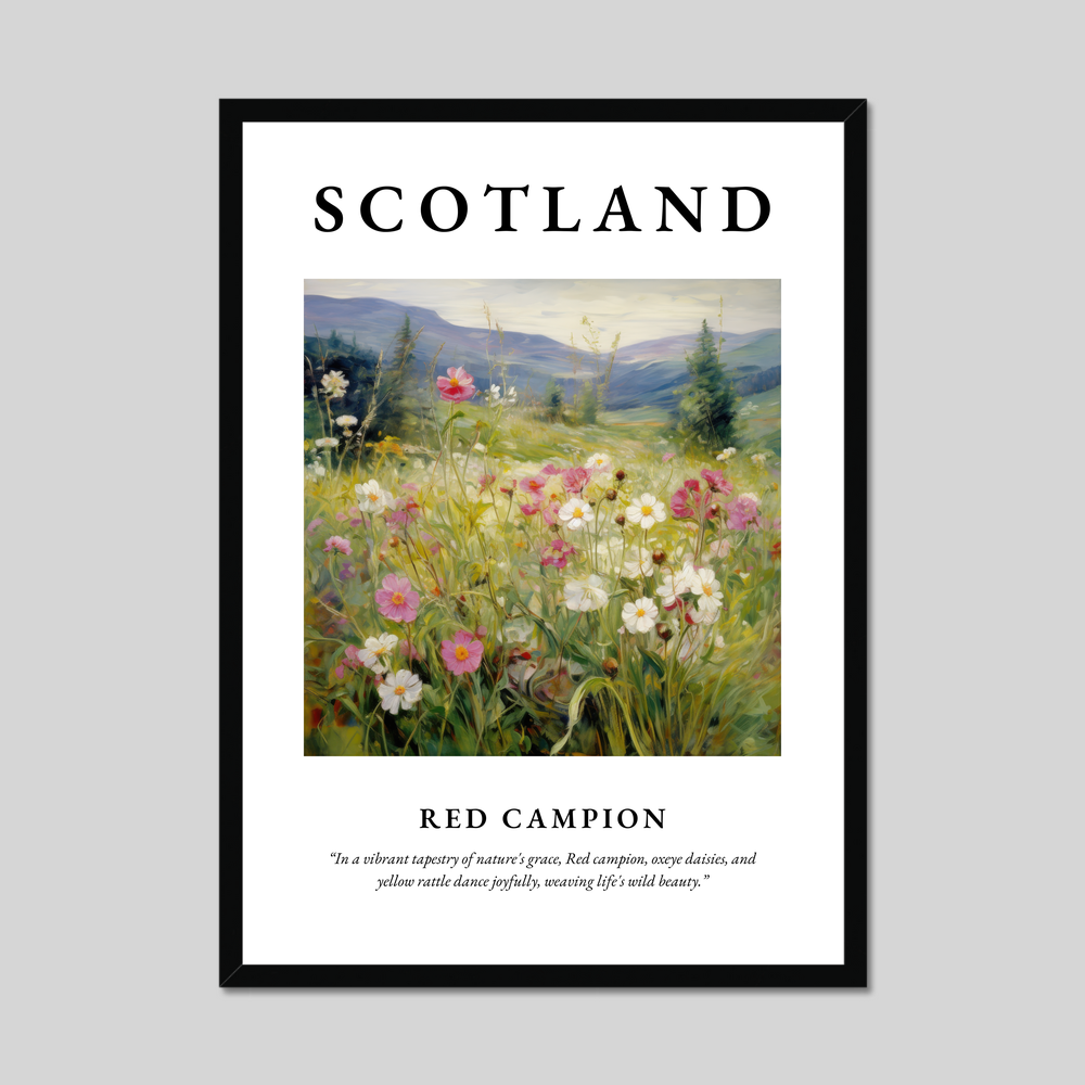 Poster of Red campion, Scotland.