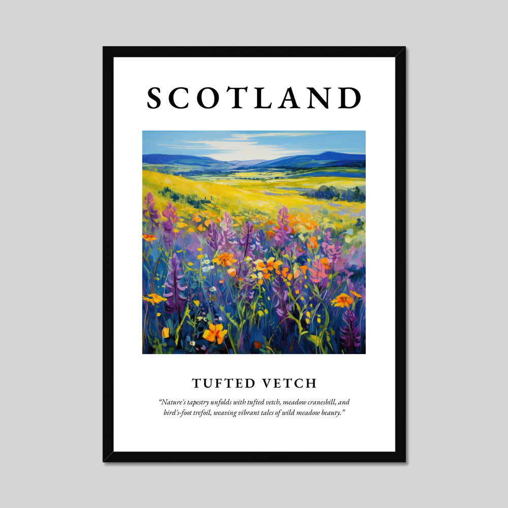 Poster of Tufted vetch, Scotland.