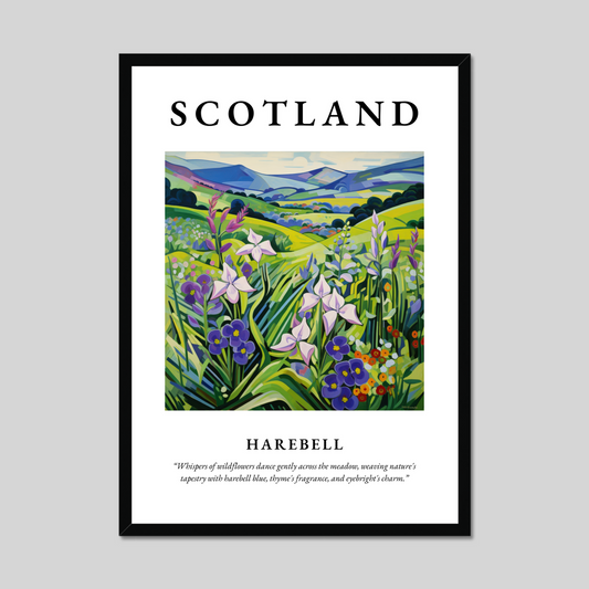 Poster of Harebell, Scotland.