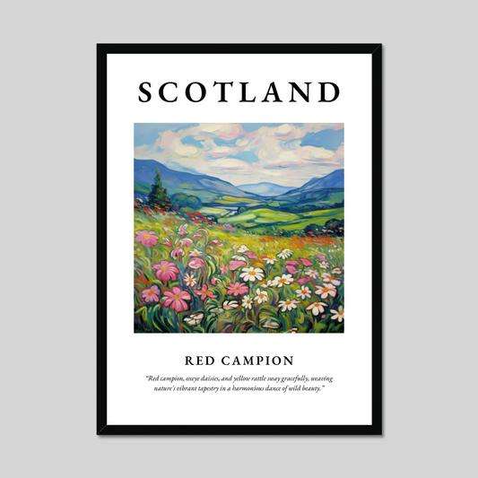 Poster of Red campion, Scotland.