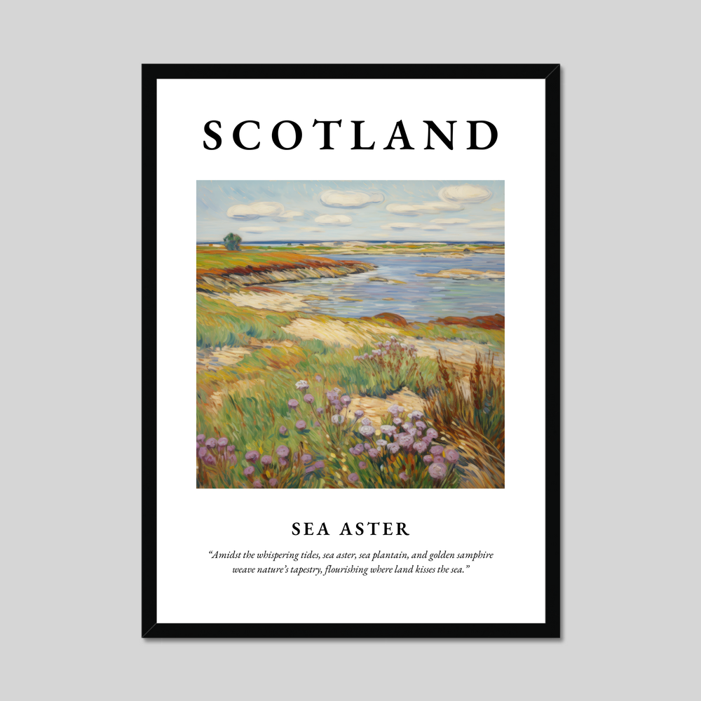 Poster of Sea aster, Scotland.