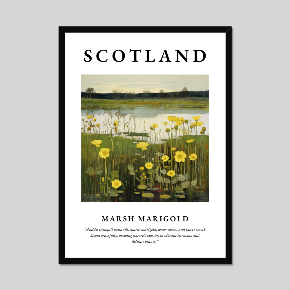 Poster of Marsh marigold, Scotland.