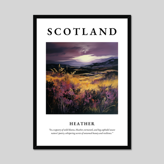 Poster of Heather, Scotland.