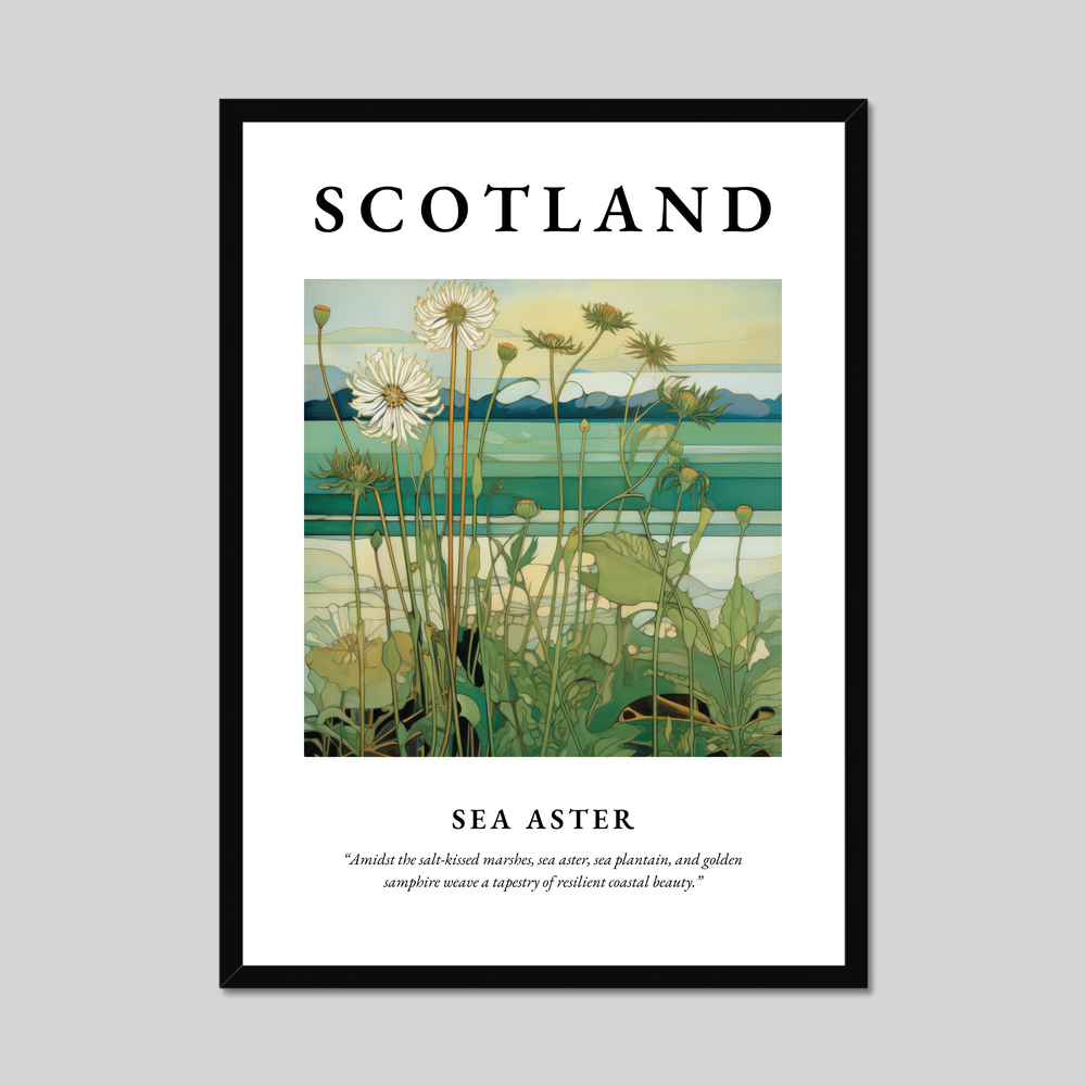 Poster of Sea aster, Scotland.