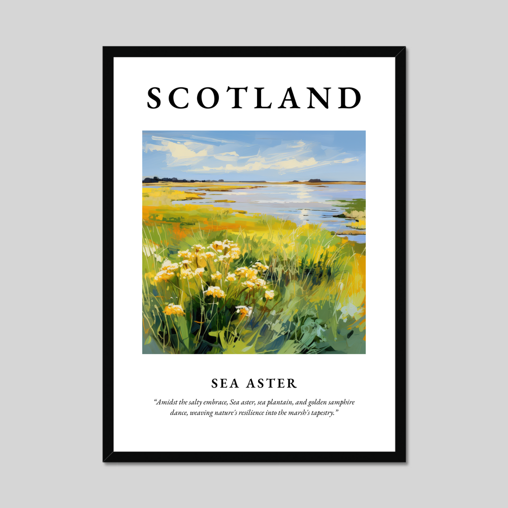 Poster of Sea aster, Scotland.