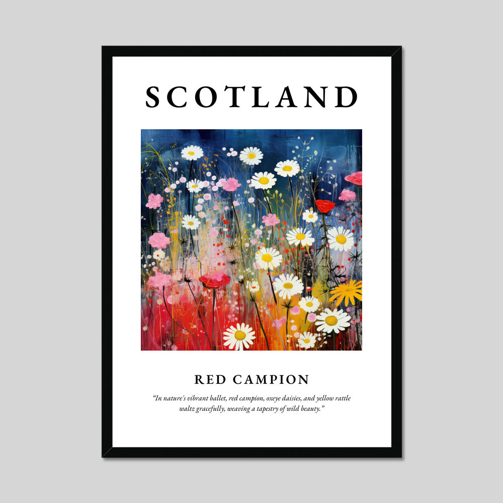 Poster of Red campion, Scotland.