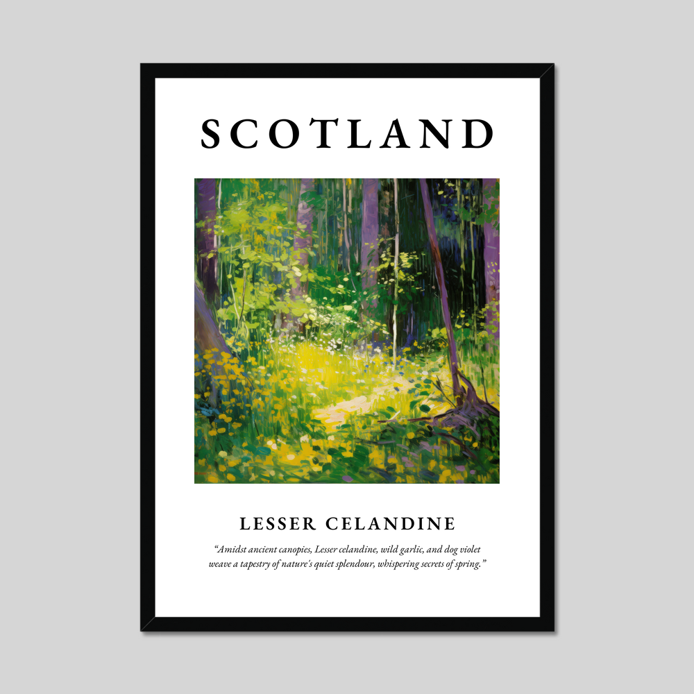 Poster of Lesser celandine, Scotland.