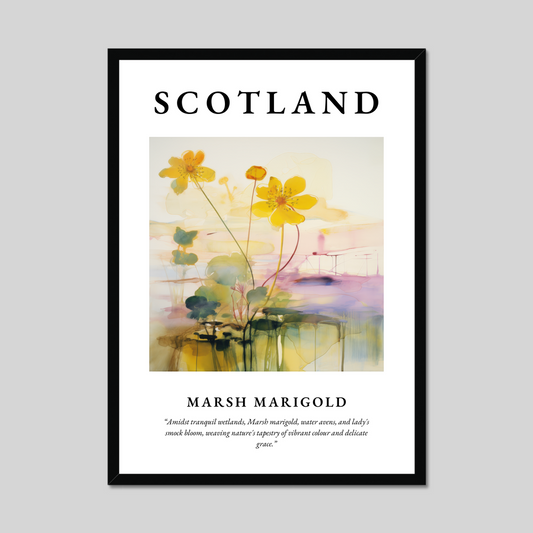 Poster of Marsh marigold, Scotland.