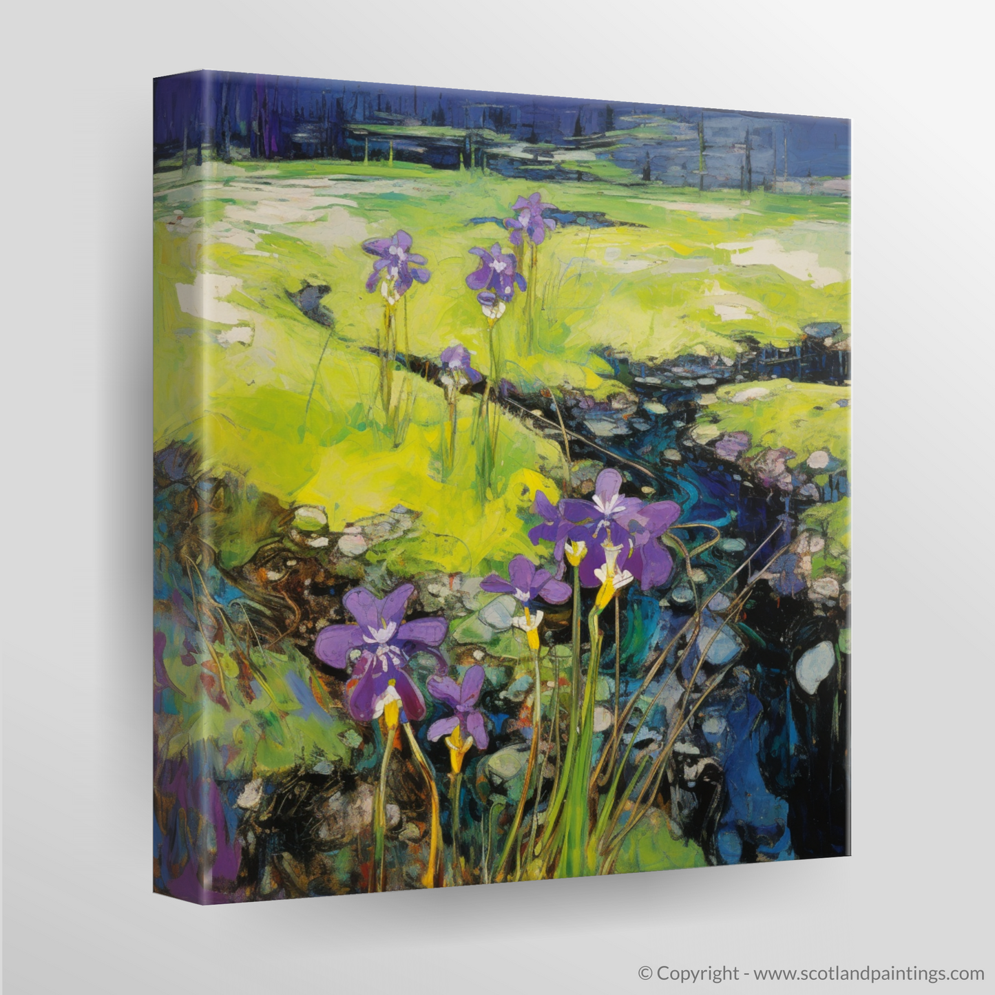 Ardnamurchan Abstract: Butterworts in Bloom