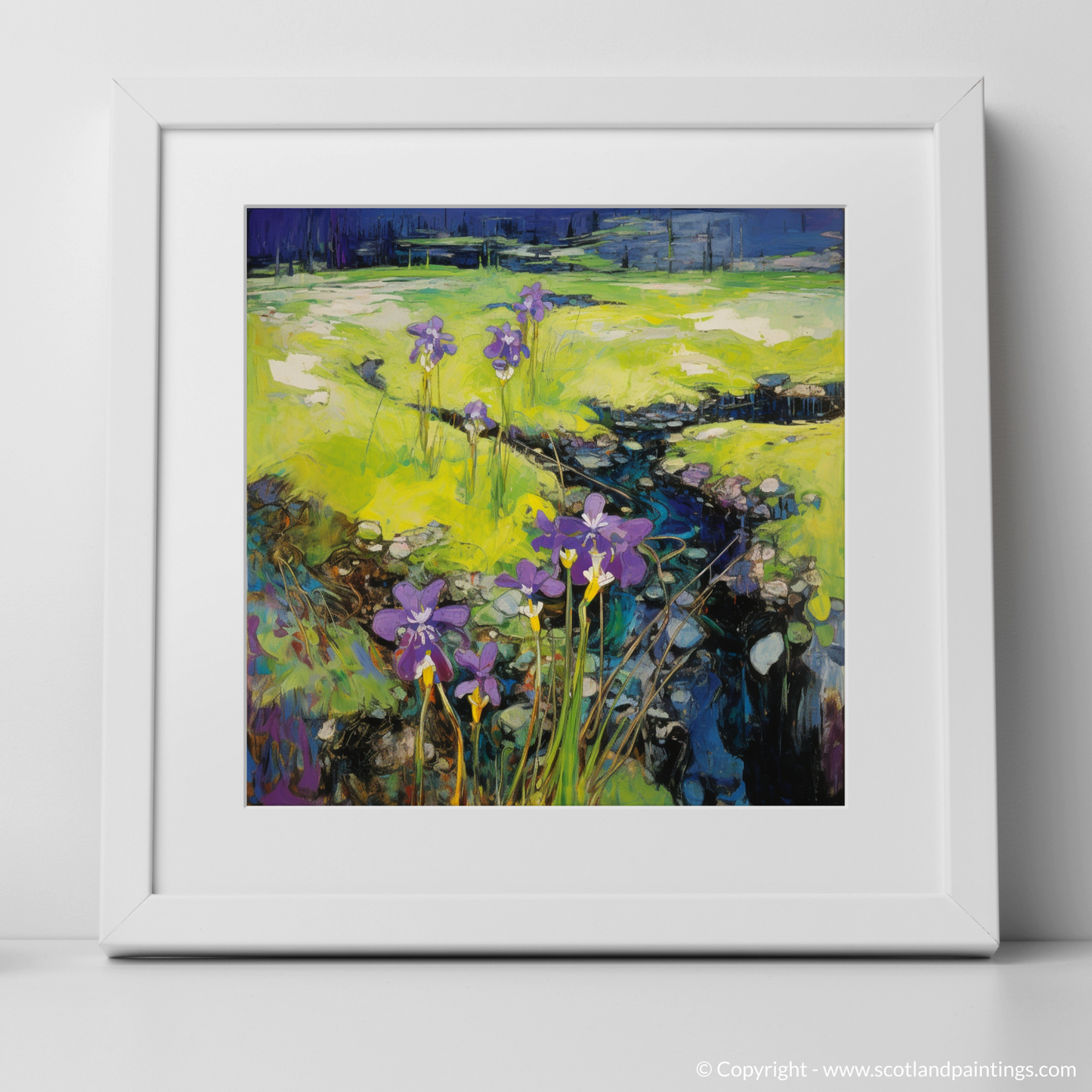 Ardnamurchan Abstract: Butterworts in Bloom