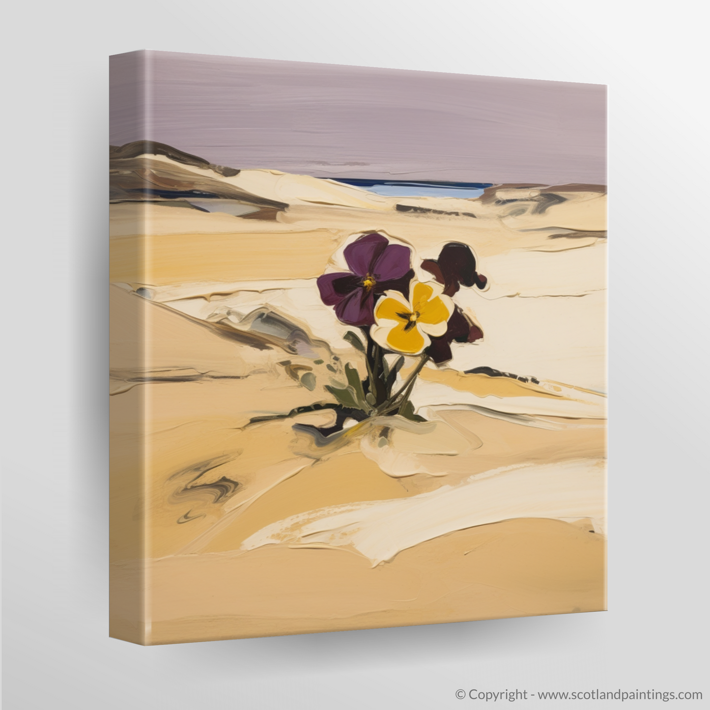 Wild Pansy in the Windswept Dunes of Aberdeenshire Coast