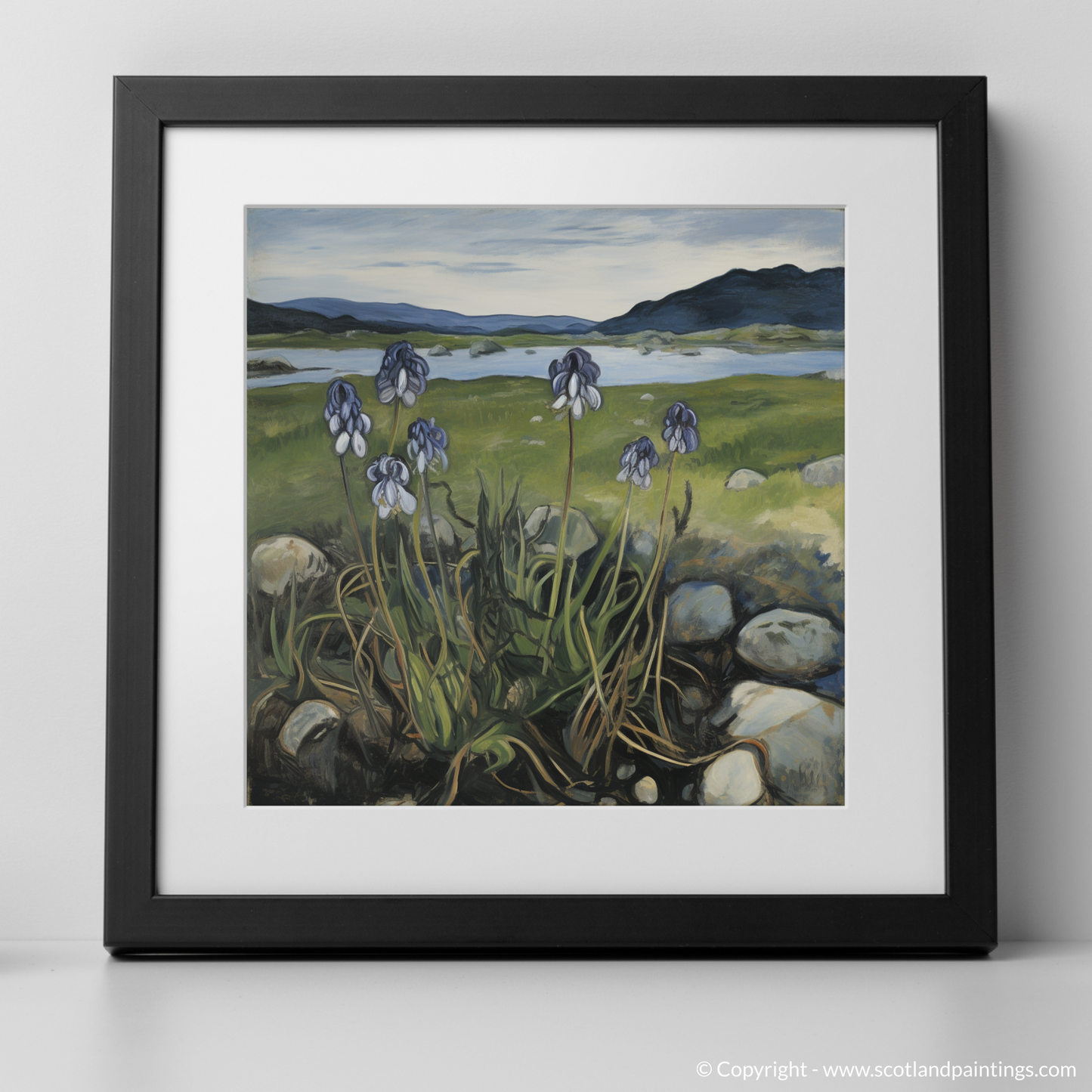 Butterwort Blooms of Ardnamurchan Peninsula