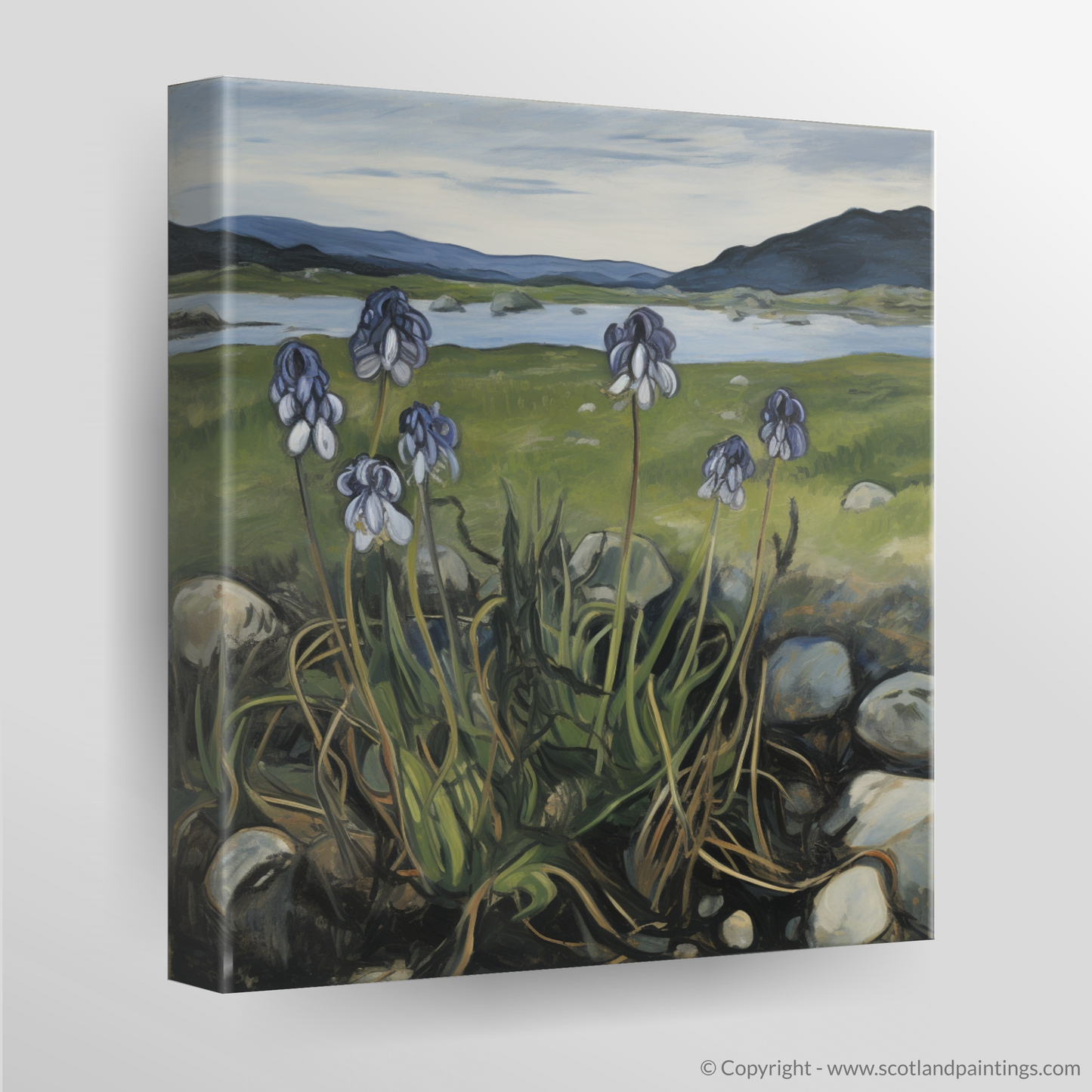 Butterwort Blooms of Ardnamurchan Peninsula