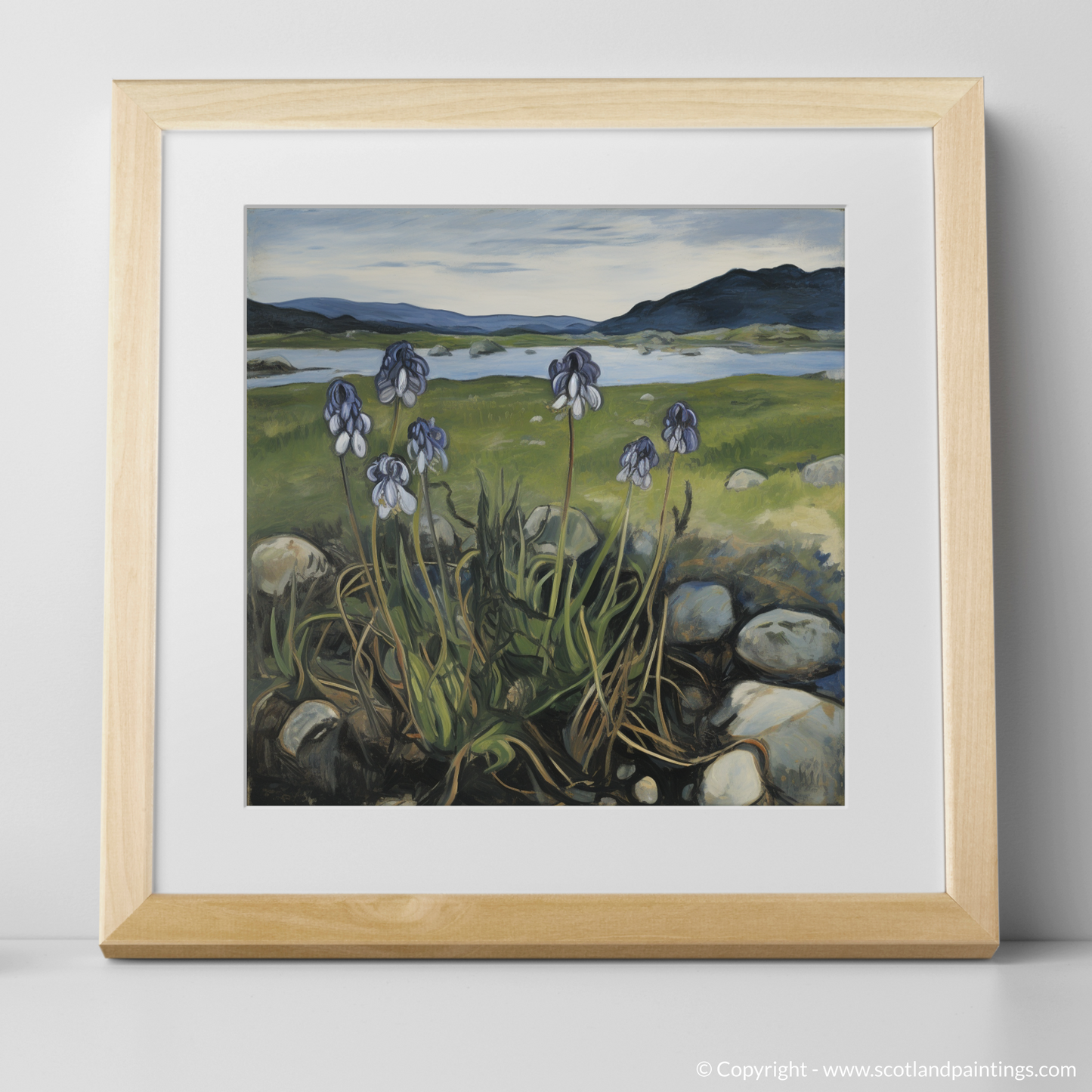 Butterwort Blooms of Ardnamurchan Peninsula