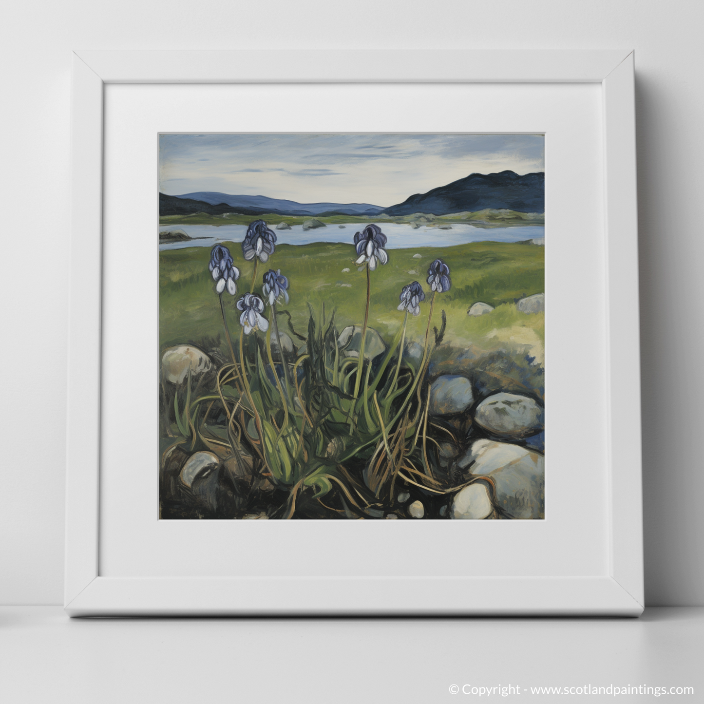 Butterwort Blooms of Ardnamurchan Peninsula