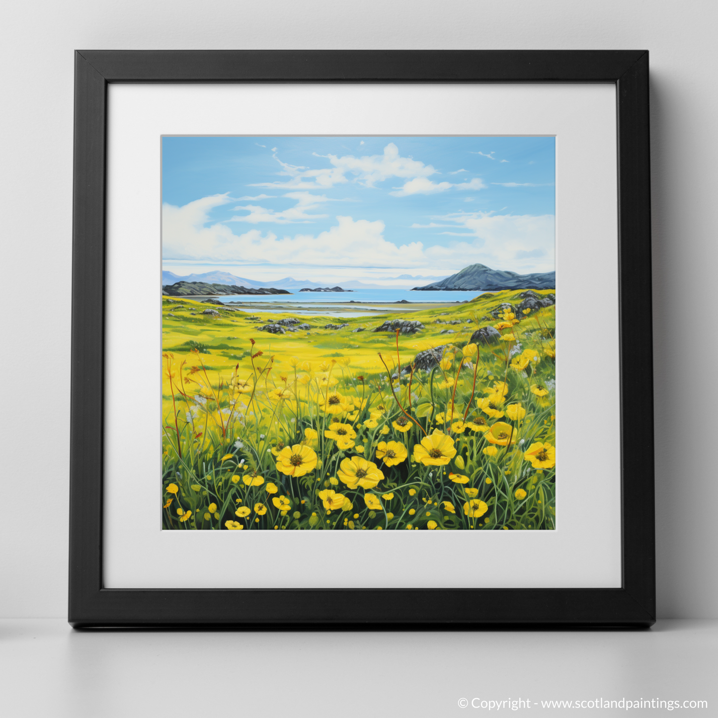 Dancing Yellow Rattle of the Machair Meadows