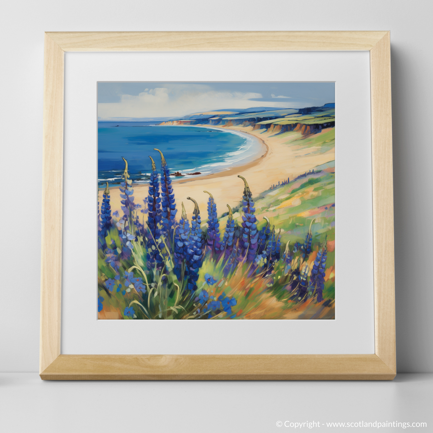 East Lothian's Coastal Blooms: A Fauvist Ode to Viper's Bugloss